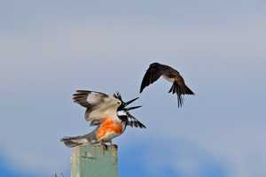 Purple Martin
